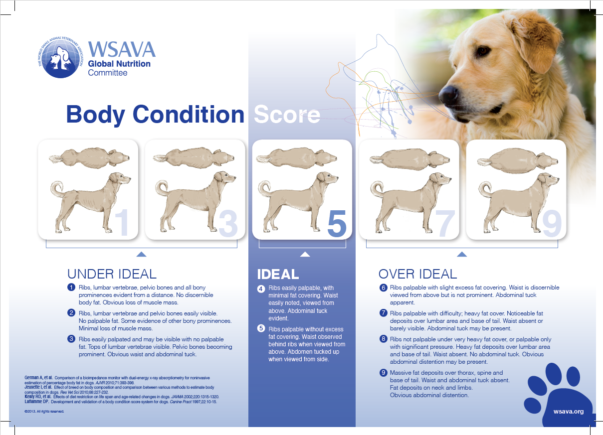 Canine BCS Chart Link